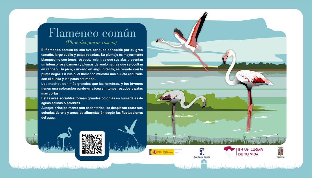 Flamenco común