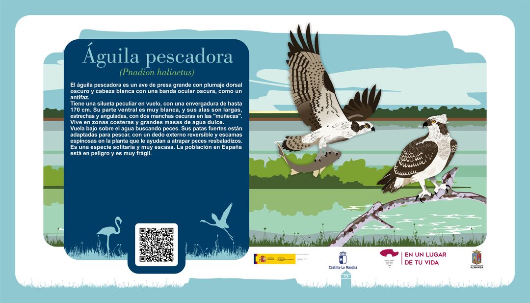 Águila pescadora