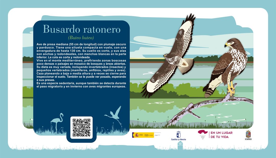 Busardo ratonero