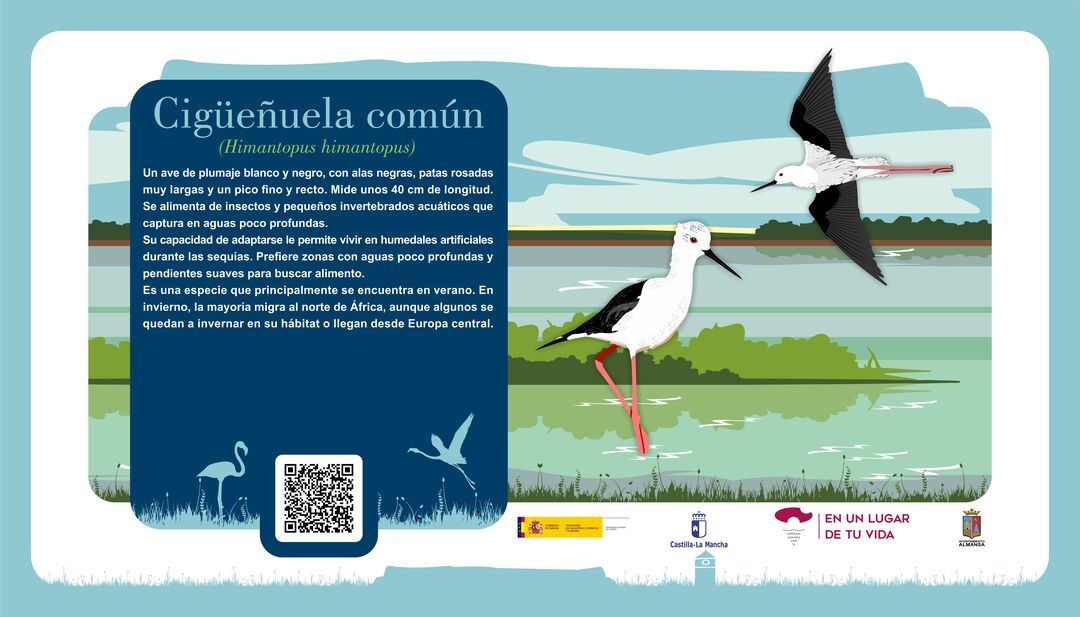 Cigüeñuela común