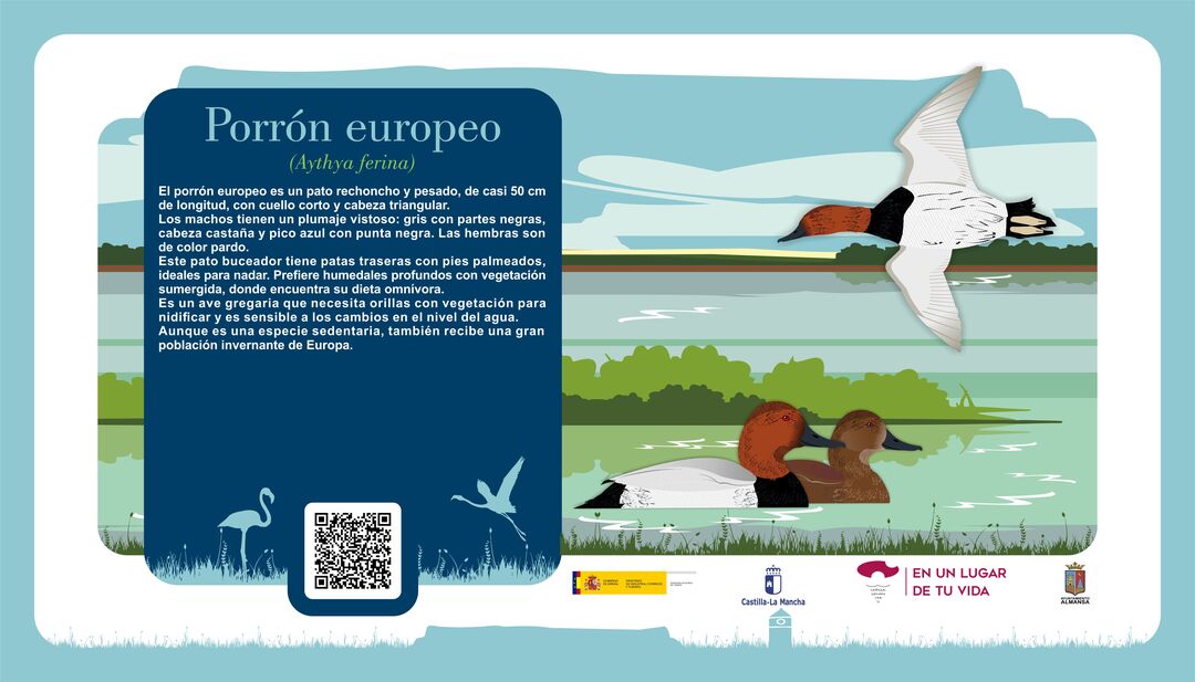 Porrón europeo