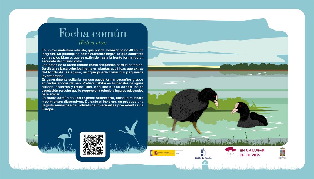 Focha común