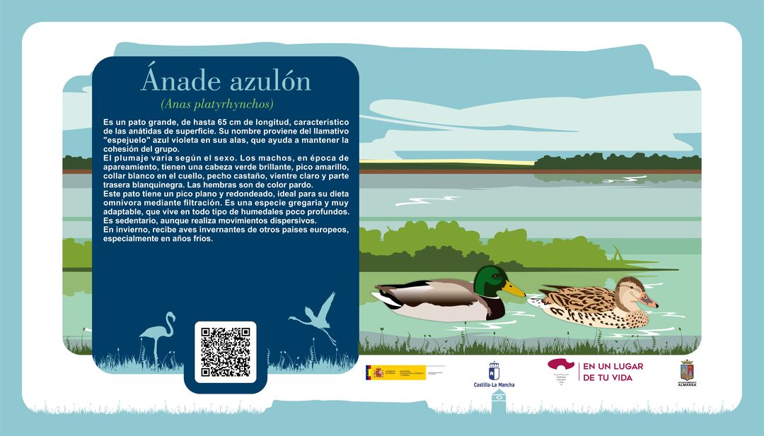 Ánade azulón