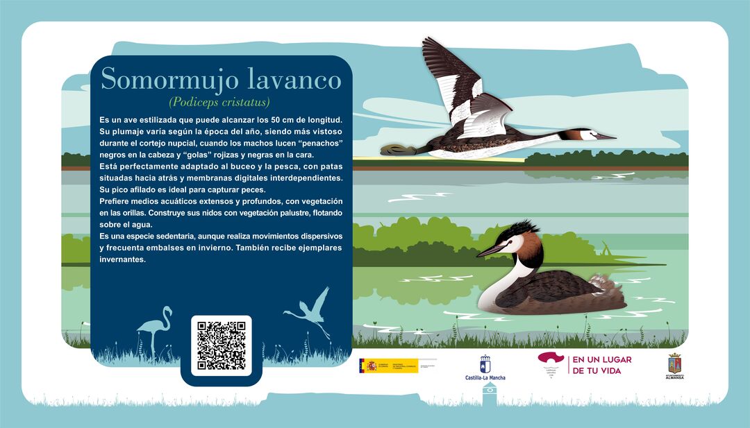 Somormujo lavanco