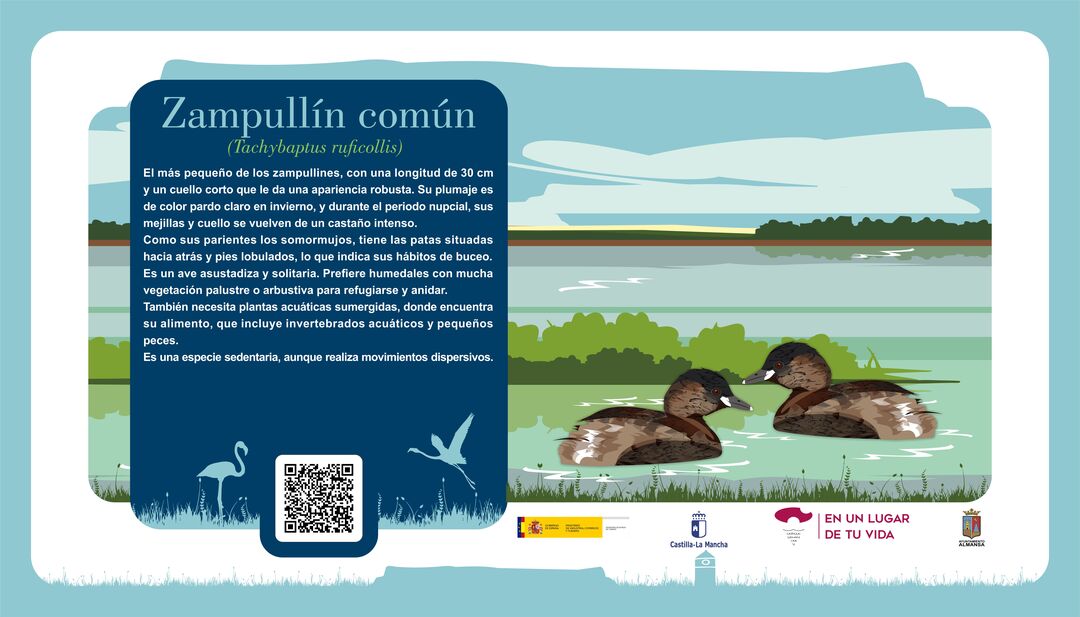 Zampullín común